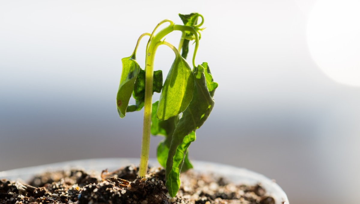 Qué significa que se marchiten mis plantas según el Feng Shui