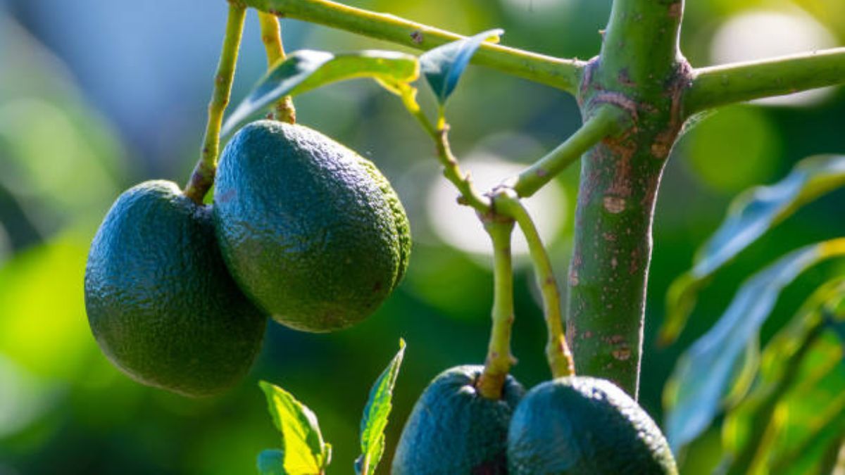 Árbol de palta: cómo usar cereales para potenciar el crecimiento de la planta y cosechar aguacates deliciosos