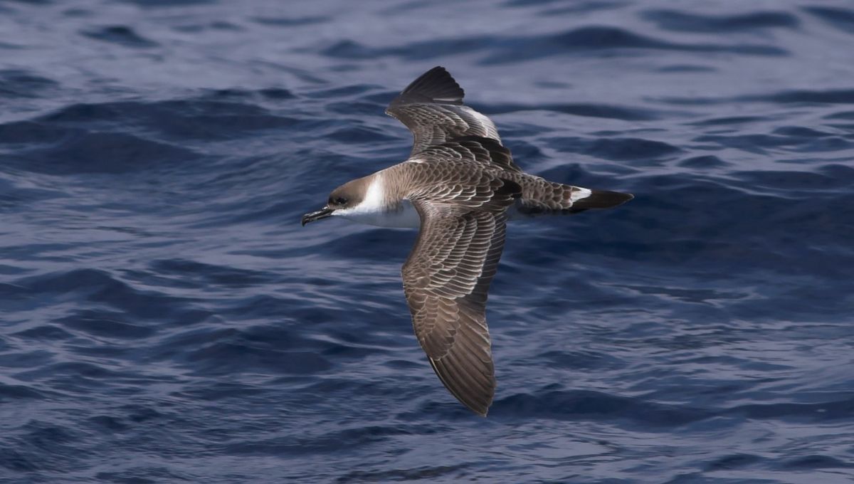La isla donde los pájaros crujen al tocarlos: están llenos de consumir tantas tapitas de plástico