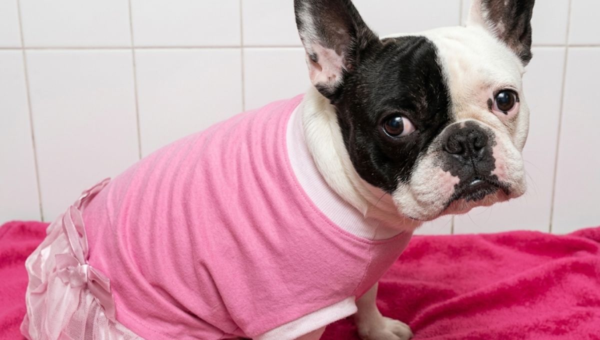 Condenan a una veterinaria a pagar $17 millones por la muerte de una perra