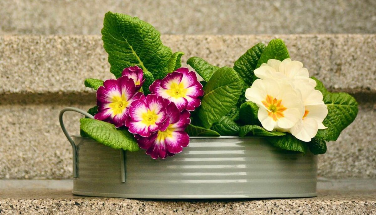 una de las plantas de flor más alegre es la Primula acaulis. Imagen: Pexels.