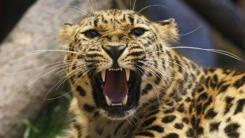 La milagrosa huida de una cigüeña de las garras de un leopardo