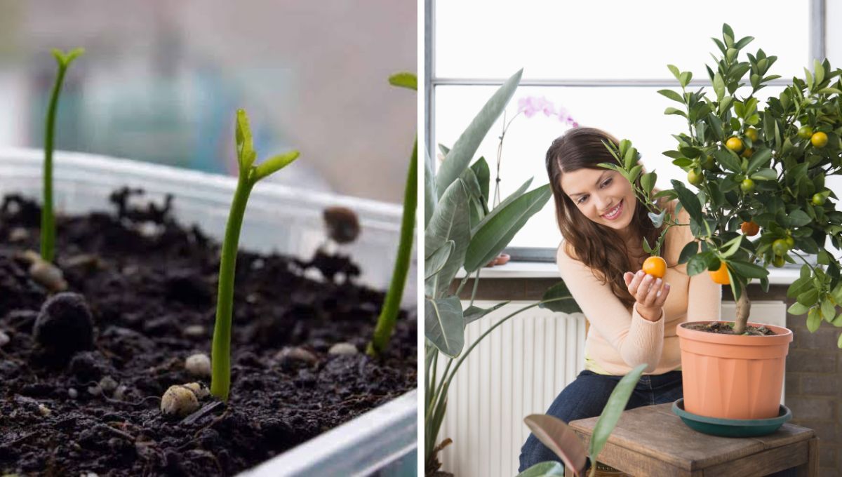 Para sembrar, ver crecer y comer los frutos de tu propio árbol de naranjas, no precisas de muchos recursos económicos, ni tampoco tener un espacio gigantesco. Para sembrar, ver crecer y comer los frutos de tu propio árbol de naranjas, no precisas de muchos recursos económicos, ni tampoco tener un espacio gigantesco.