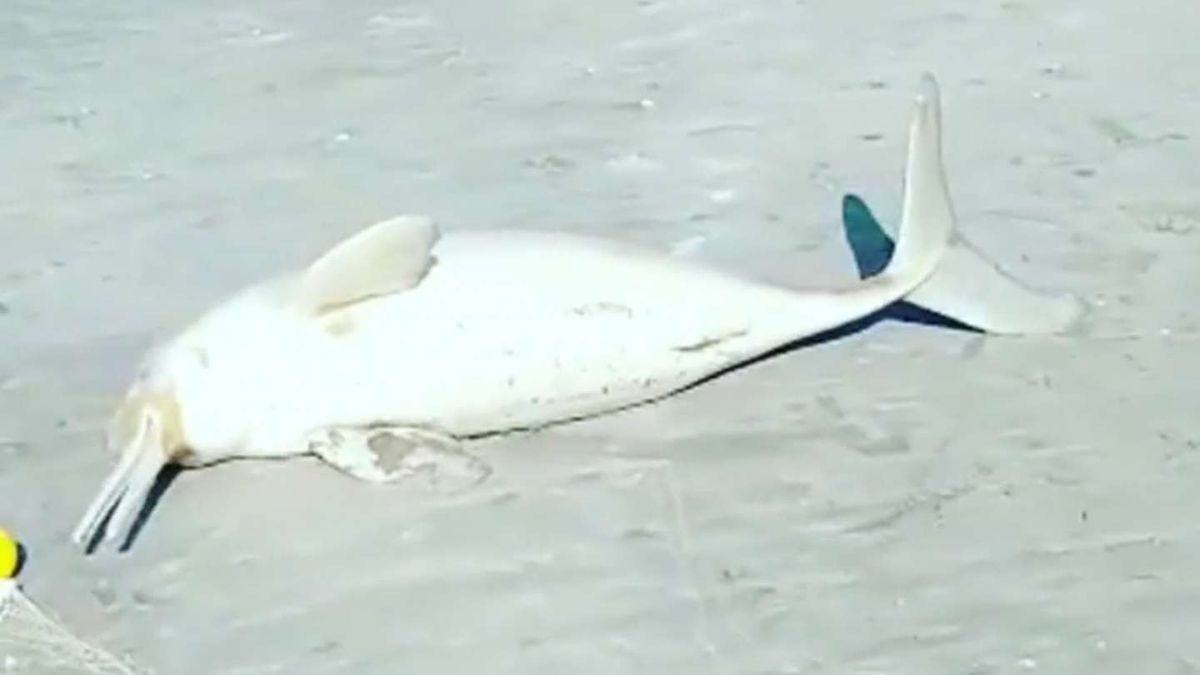 La especie se encontraba sobre la arena y el hombre decidió envolverlo en una manta y llevárselo