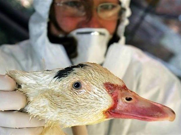 Perú emitió un alerta sanitaria ante amenaza de la gripe aviar