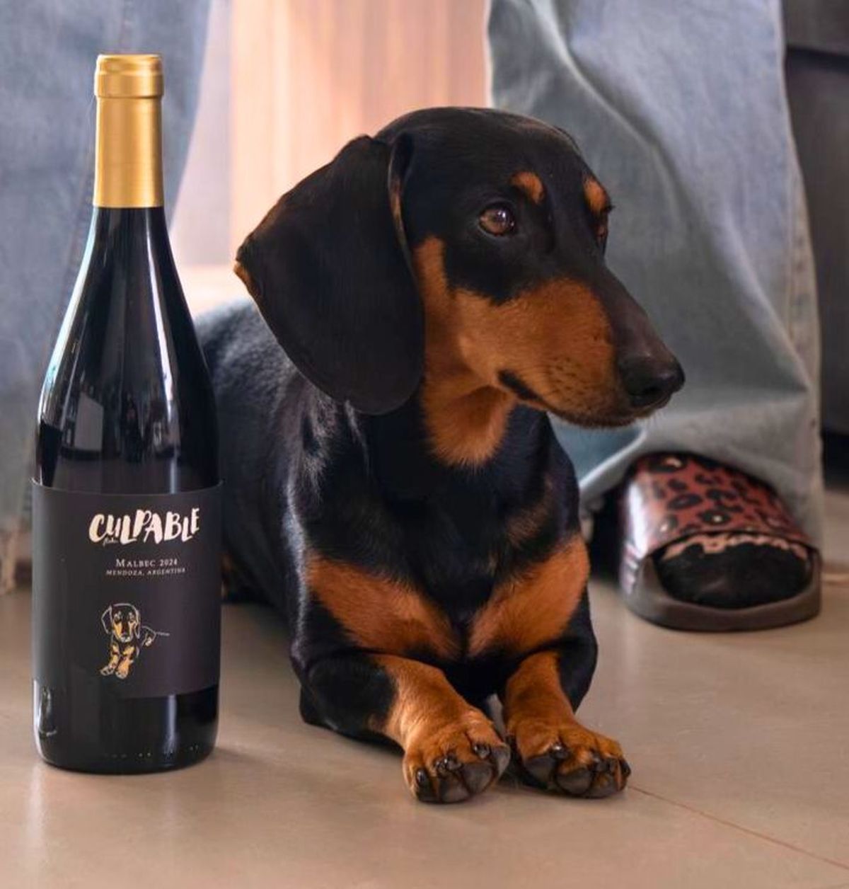 Floki y su vino propio: Culpable. Floki y su vino propio: Culpable.