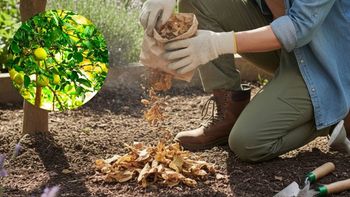 Árbol limonero: por qué recomiendan espolvorear tabaco en su tierra y para qué sirve hacerlo Árbol limonero: por qué recomiendan espolvorear tabaco en su tierra y para qué sirve hacerlo