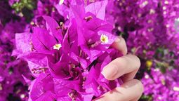 Si quieres que tu buganvilla se llene de flores aplica este truco casero. Imagen: Freepik.