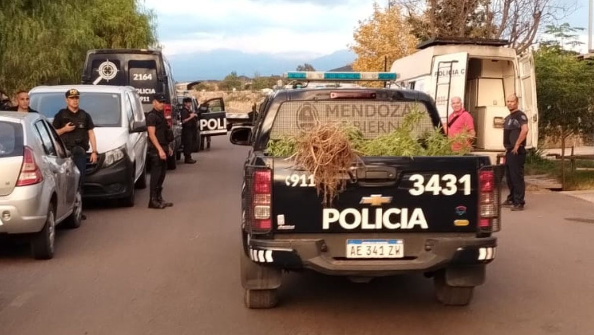 Durante los operativos se secuestraron drogas, plantas de marihuana y otros elementos.