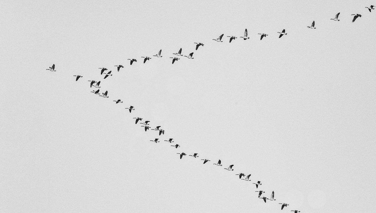 Si has visto aves o pájaros volando en bandada, te contamos cómo se organizan para hacerlo. Foto Canva