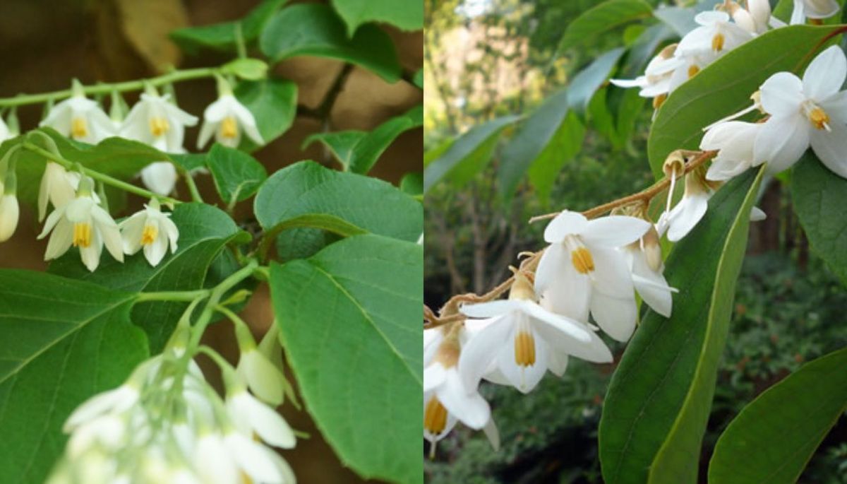 Las flores del benjuí tienen pétalos blancos que se agrupan en racimos. Las flores del benjuí tienen pétalos blancos que se agrupan en racimos.