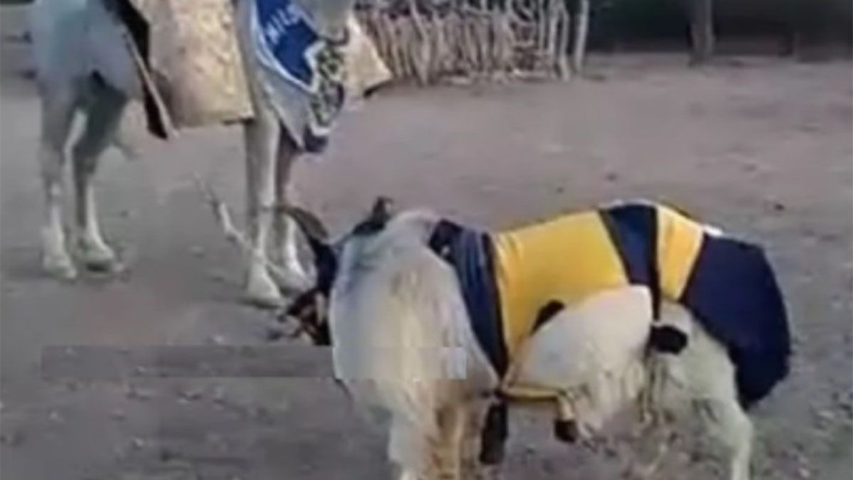 El puestero festejó con su caballo y su chivo con los colores de Boca.
