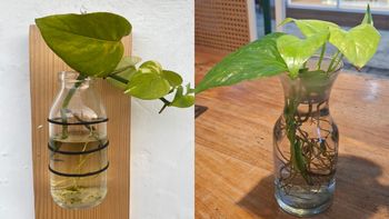 Paso a paso: cómo reproducir un potus en casa usando un frasco Paso a paso: cómo reproducir un potus en casa usando un frasco