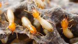 El uso de la esencia de pino logra atraer a los insectos hacia las trampas con una efectividad superior al 95%. Imagenes: Neoplagas El uso de la esencia de pino logra atraer a los insectos hacia las trampas con una efectividad superior al 95%. Imagenes: Neoplagas
