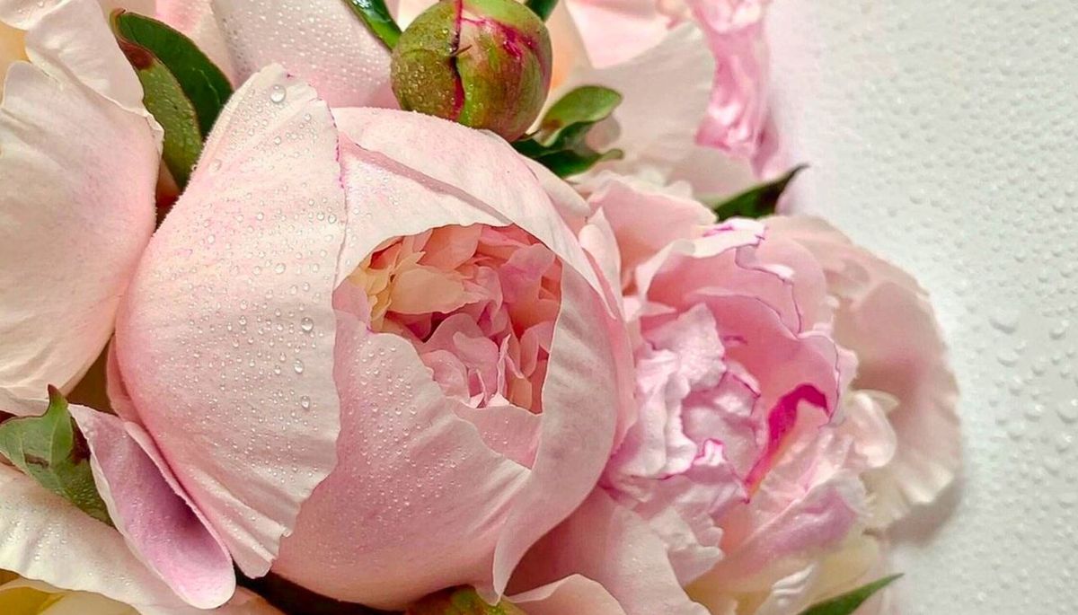 Cultiva peonías en el jardín de casa. Imagen: Pexels. Cultiva peonías en el jardín de casa. Imagen: Pexels.