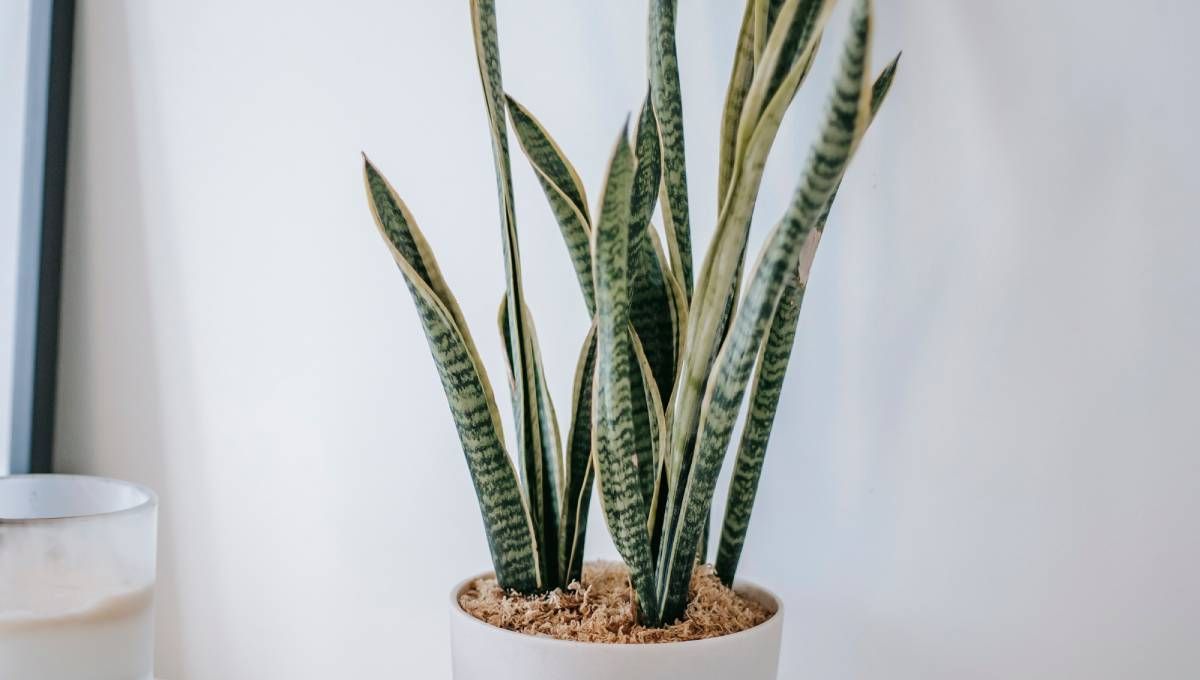Feng Shui: dónde ubicar la sansivieria para tener suerte y alejar las malas vibras Feng Shui: dónde ubicar la sansivieria para tener suerte y alejar las malas vibras
