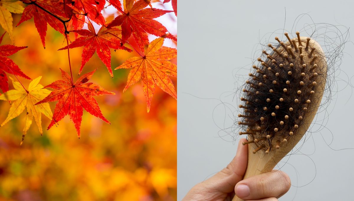 Pasado cierto tiempo y por causas externas o internas del organismo, el cabello se puede caer; cumple un ciclo. Pasado cierto tiempo y por causas externas o internas del organismo, el cabello se puede caer; cumple un ciclo.