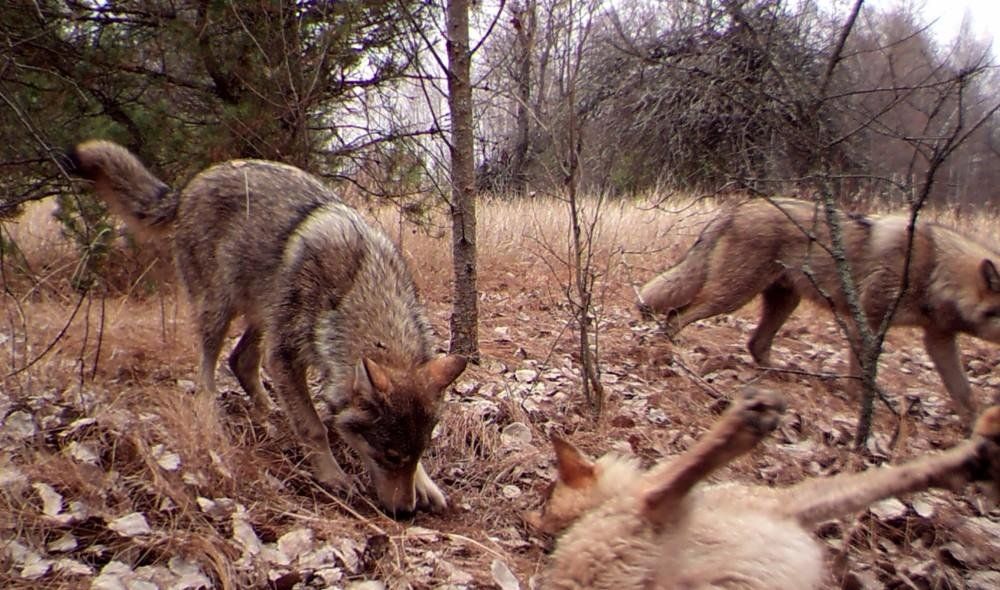 Confirman la existencia de fauna salvaje en Chernóbil