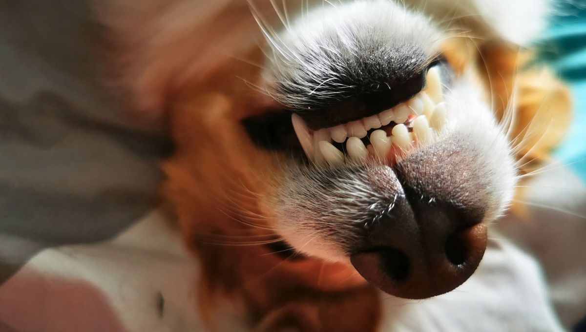 Los especialistas recomiendan revisar la boca del perro con regularidad Los especialistas recomiendan revisar la boca del perro con regularidad