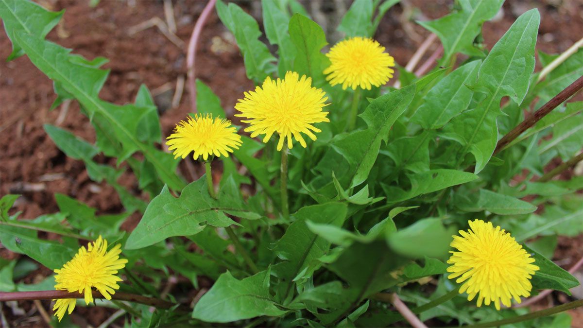 La planta Diente de león tiene propiedades culinarias y medicinales.