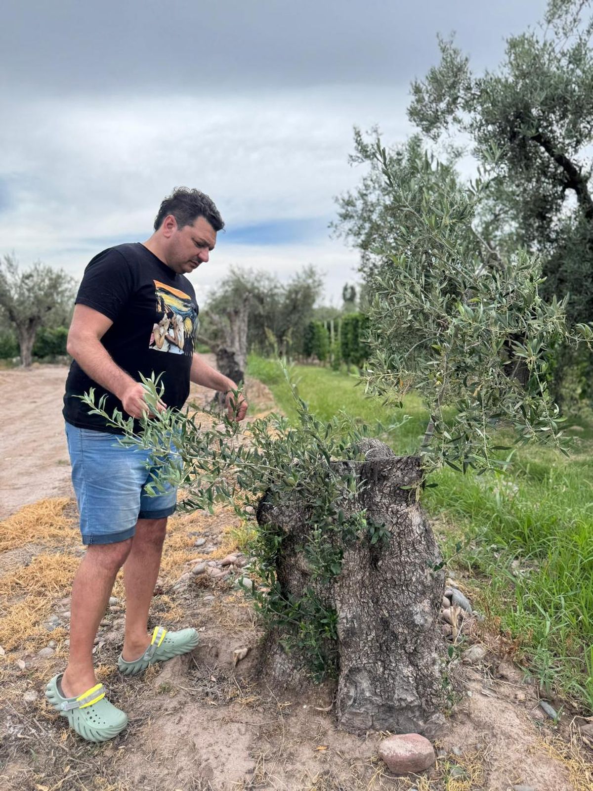 Ya perdió la cuenta Gabriel Guardia de la cantidad de olivos centenarios que rescató en los últimos años.