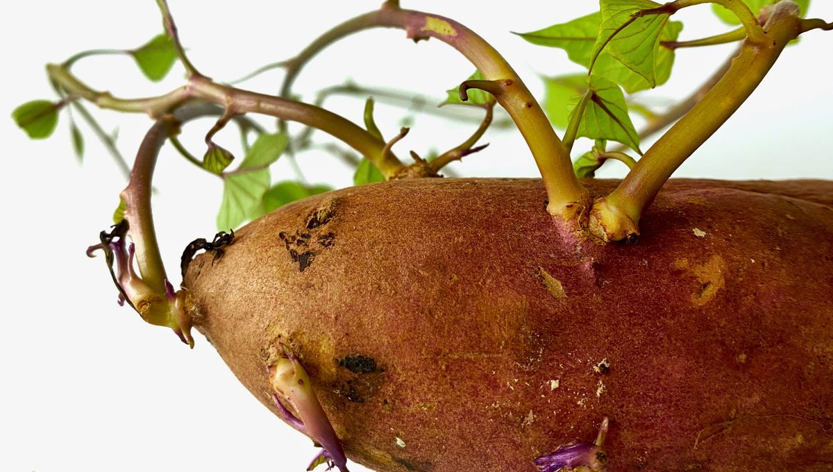 La humedad y la luz hacen que las papas se llenen de brotes. La humedad y la luz hacen que las papas se llenen de brotes. 