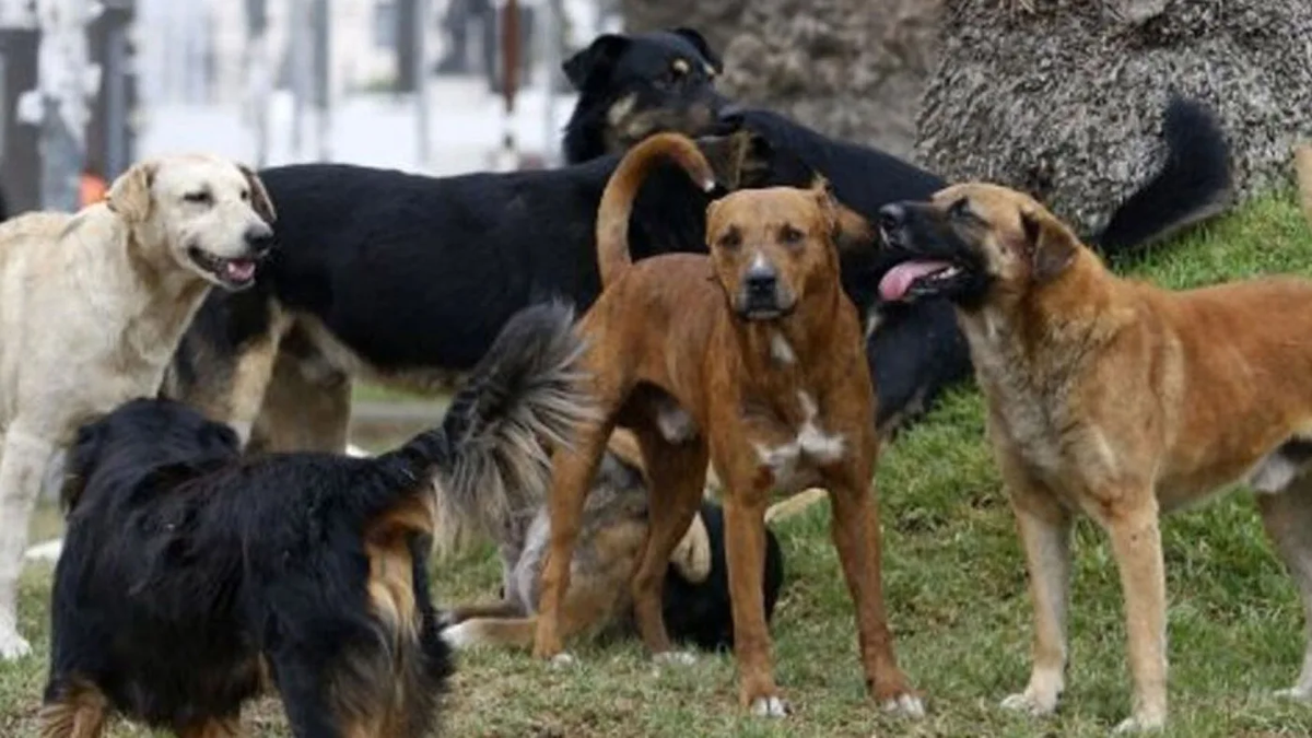 Se salvó de milagro: Un niño de 7 años fue atacado por perros mientras jugaba en su casa.