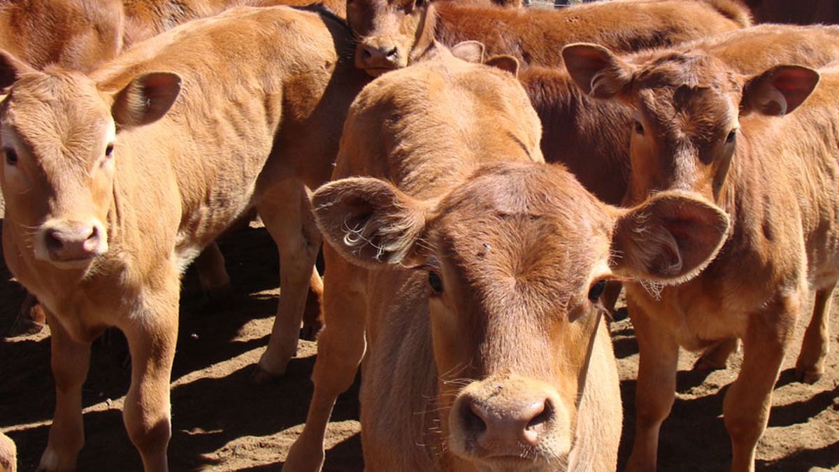 Encontraron un ternero con dos cabezas en un frigorífico de Mendoza