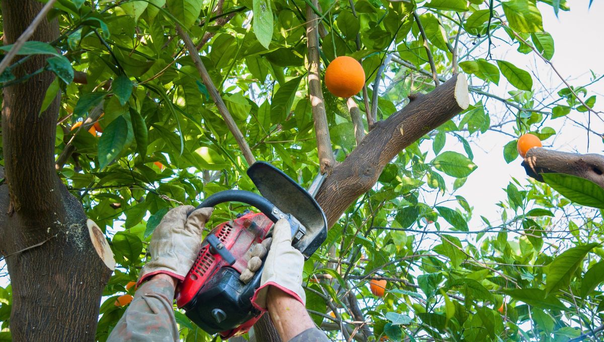 Las 5 cosas que debes hacer con el árbol de naranjo en marzo para que explote de frutos