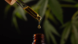 Esta planta ha emergido como una nueva fuente prometedora de cannabinoides.