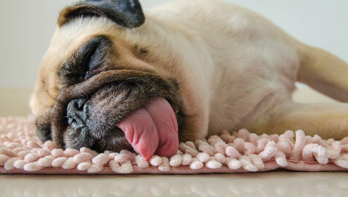 Fuente Experto Animal Fuente Experto Animal