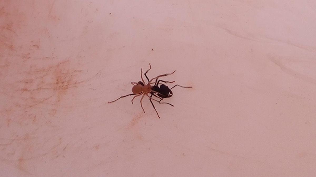 La araña se aprovecha de la hormiga para trasladarse. Imagen del Conicet toma en Ñacuñán.