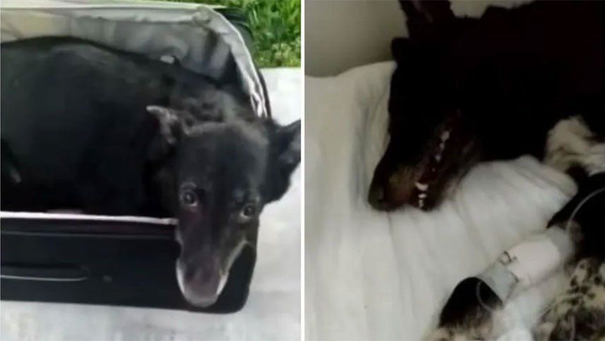Rescatan a una perrita encerrada en una valija, pero finalmente murió de calor