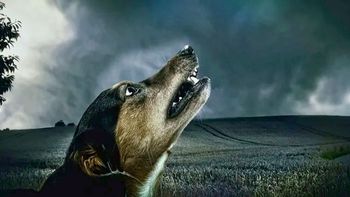 Si tu perro ladra durante la noche o la madrugada, te contamos qué significa Si tu perro ladra durante la noche o la madrugada, te contamos qué significa