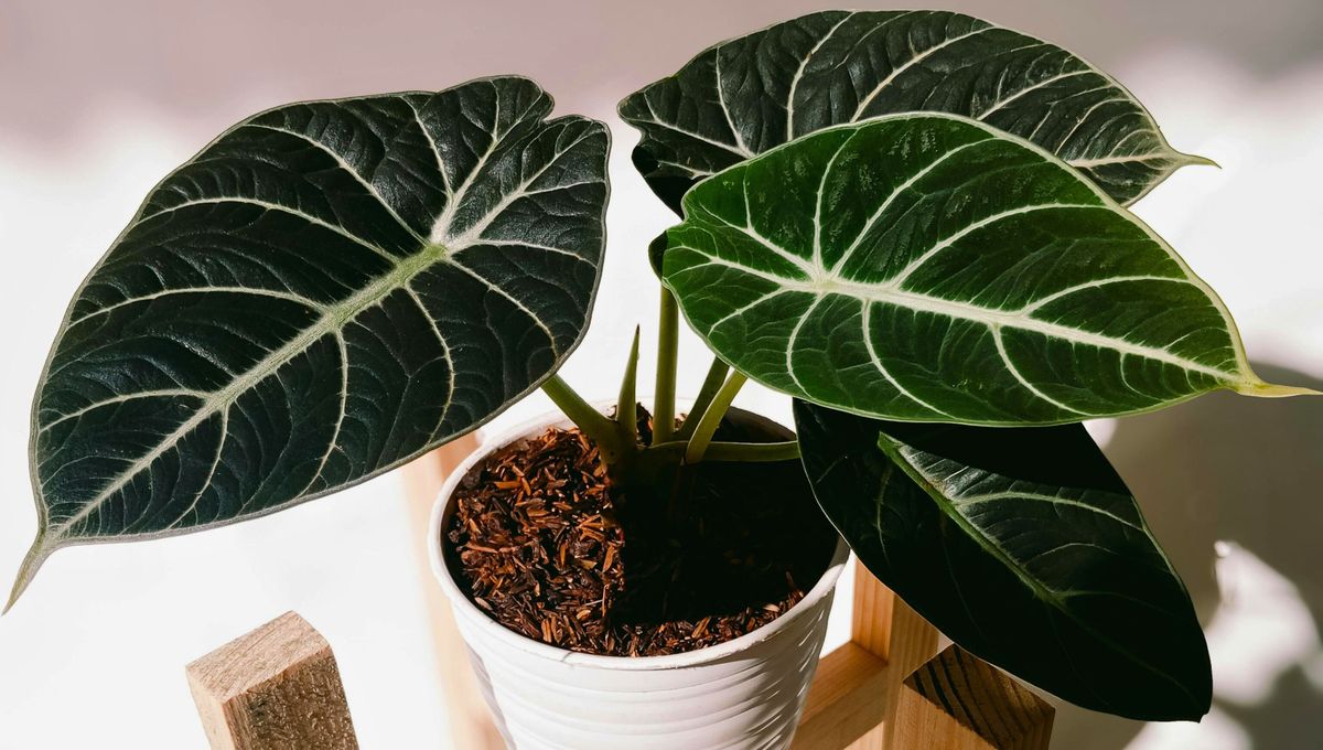 La alocasia polly resiste muy bien el calor