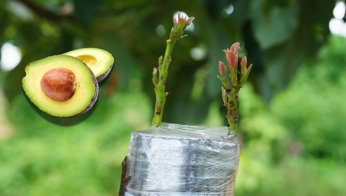 El truco casero para hacer un injerto exitoso con el aguacate