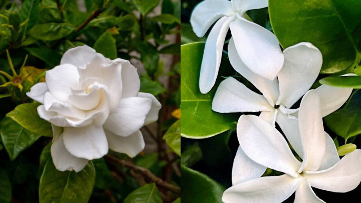 Generalmente, el color y el aroma lleva a confundir estas dos plantas. Generalmente, el color y el aroma lleva a confundir estas dos plantas.