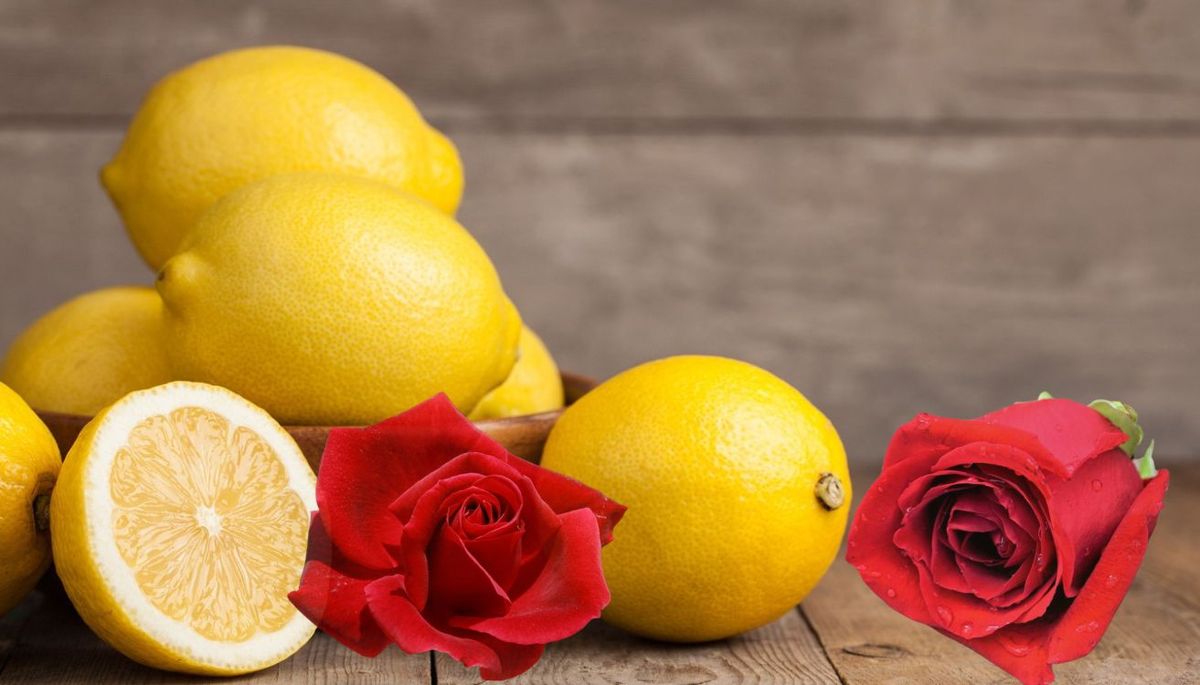 Con esta receta puedes preparar un aromatizante de limón y rosa para tu hogar. Imagen: Redacción Diario Uno