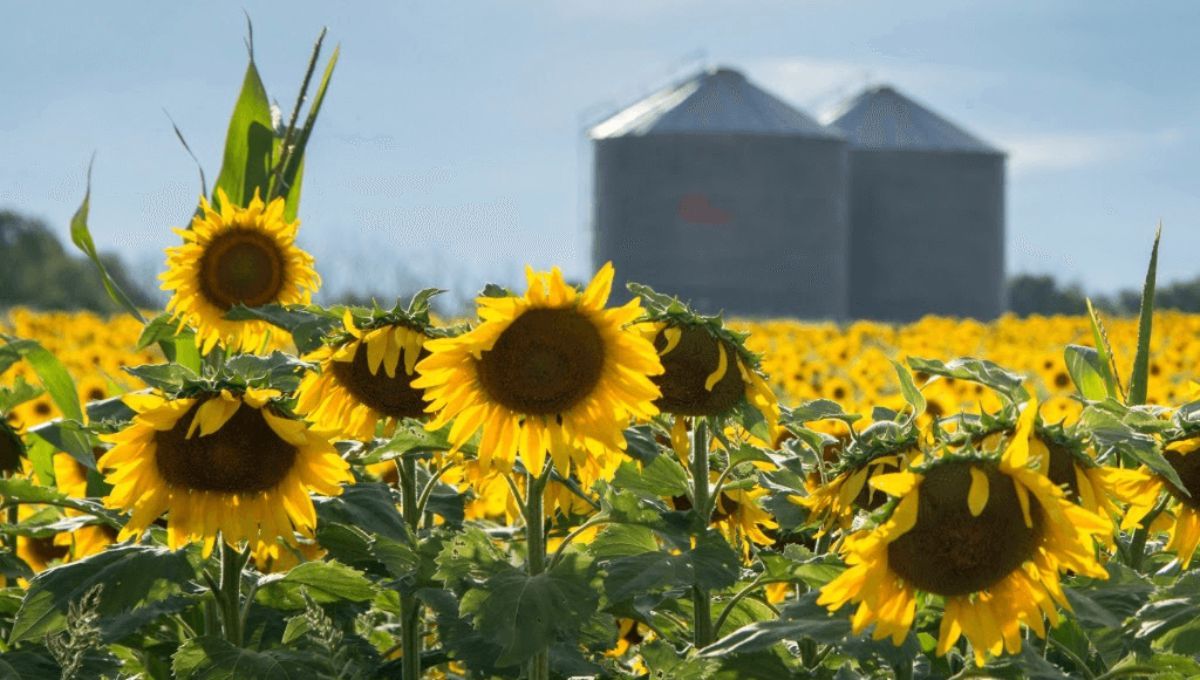 El girasol vuelve con todo: promete mejores números en el campo y estabilidad agronómica