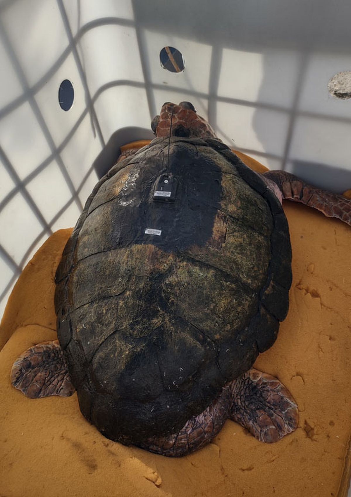 La imagen del tortugo Jorge fue sacada momentos antes de su liberación el 11 de abril pasado. En su caparazón se puede ver el transmisor que lleva. La imagen del tortugo Jorge fue sacada momentos antes de su liberación el 11 de abril pasado. En su caparazón se puede ver el transmisor que lleva.