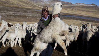 Invierno, ese enemigo mortal de los criadores de alpacas