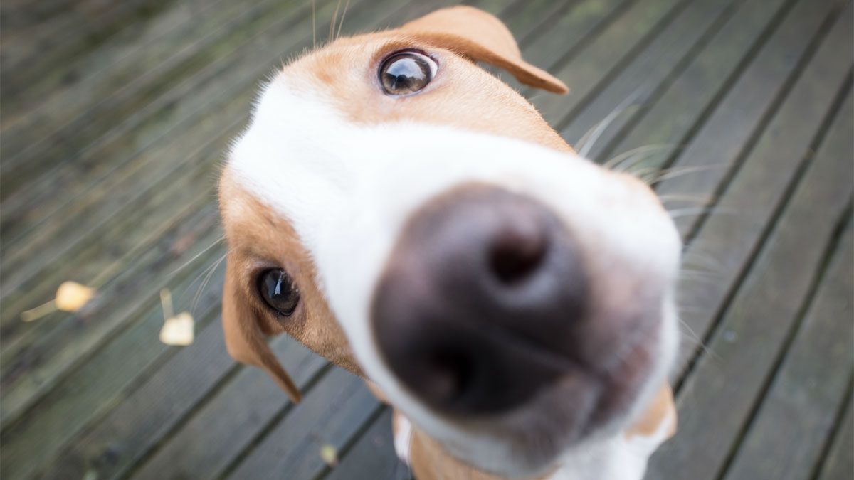 Hay muchas razas de perro que se destacan por ser buenos compañeros de los niños.