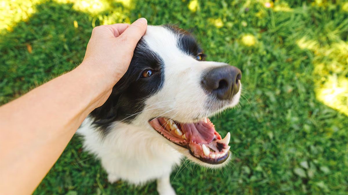 Acariciar a un perro en la calle va más allá de un simple acto de afecto. Acariciar a un perro en la calle va más allá de un simple acto de afecto.
