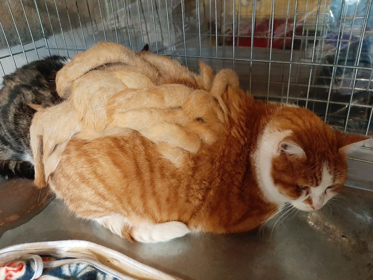 Varios son los motivos por los que tu mascota puede tener este tipo de pelo. Varios son los motivos por los que tu mascota puede tener este tipo de pelo. 