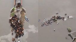 inundaciones en santa fe: el video de un productor desesperado por intentar salvar sus vacas