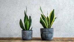 Esto significa regalar una sansevieria o lengua de suegra.