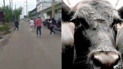 Batalla campal carniceros vs. veganos: los sacaron a los bifes &nbsp;