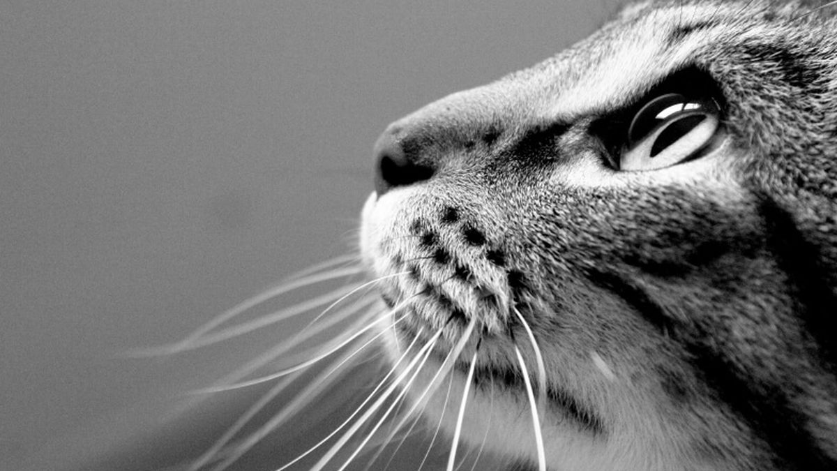 Detrás de la retina del ojo de los gatos se encuentra una especie de espejo curvo.