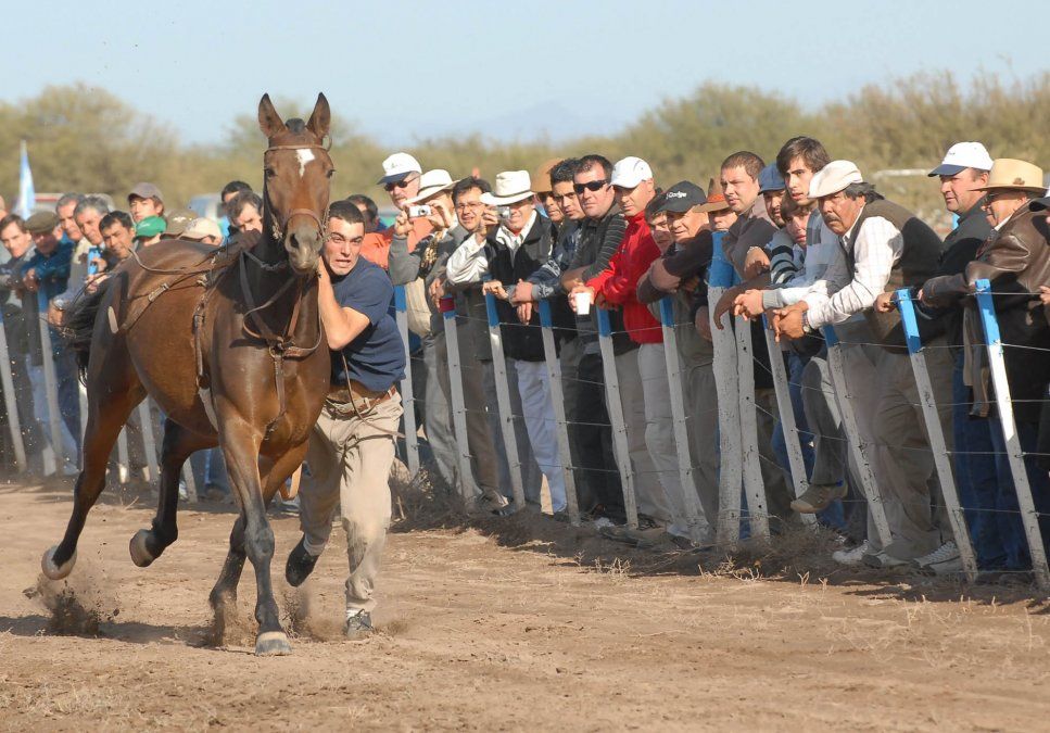 Maltrato animal: las jineteadas entre la prohibición y la férrea defensa de la Federación Gaucha
