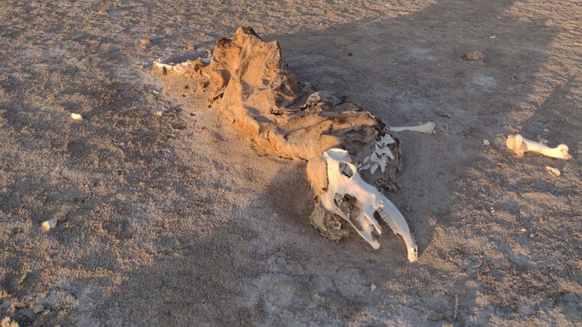 La llovizna de los últimos días alcanzó apenas para lavar las plantas. La llovizna de los últimos días alcanzó apenas para lavar las plantas.